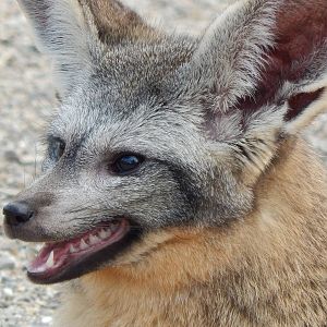 Jun. 2014 - Africa - Phase IV (New 2014!) - Bat-eared Fox