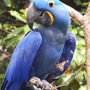 Jun. 2014 - Wings of the World - Hyacinth Macaw named Azul