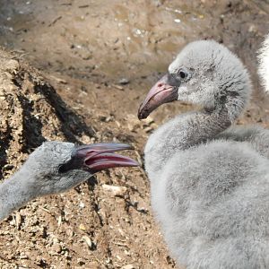 Jun. 2014 - Rhino Reserve - Greater Flamingo Chicks