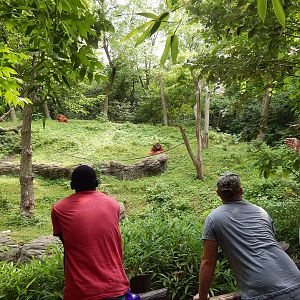 Jun. 2014 - Jungle Trails - Viewing Henry + Lana