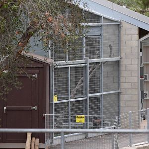New Moutain Lion Exhibit