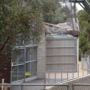 New Moutain Lion Exhibit
