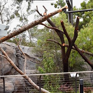 New Moutain Lion Exhibit