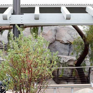 New Moutain Lion Exhibit