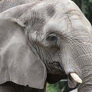 Moki the African Elephant