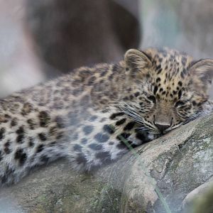 Sleeping Amur Leopard Cub