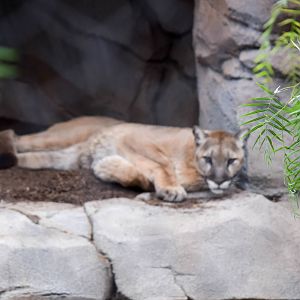 Mountain Lion in the new exhibit