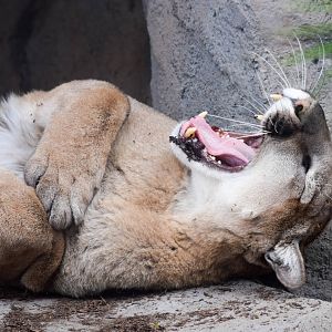 Mountain Lion in the new exhibit