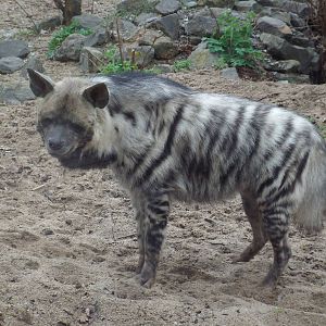East African Striped Hyena (Hyaena hyaena dubbah) at Zoologischer Garten Ma