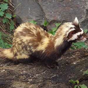 Marbled Polecat (Vormela peregusna pallidor) at Zoologischer Garten Magdebu