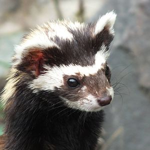 Marbled Polecat (Vormela peregusna pallidor) at Zoologischer Garten Magdebu