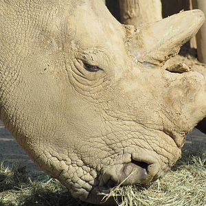 White Rhino Face