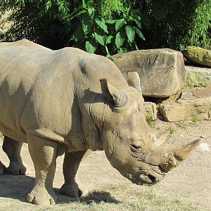 White Rhino