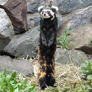 Marbled Polecat (Vormela peregusna pallidor) at Zoologischer Garten Magdebu