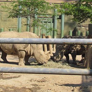 White Rhinos Eating