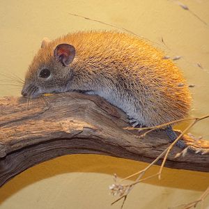 Golden Spiny Mouse (Acomys russatus) at Zoologischer Garten Magdeburg - 5 A