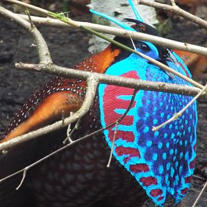 Temminck's Tragopan (Tragopan temminckii) at Zoologischer Garten Magdeburg