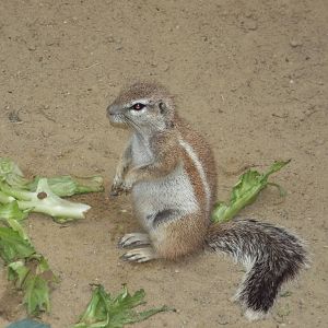 Cape Ground Squirrel (Xerus inauris) at Zoologischer Garten Magdeburg - 5 A