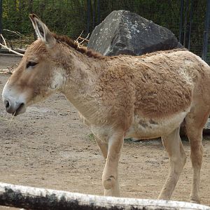 Persian Onager (Equus hemionus onager) at Zoologischer Garten Magdeburg - 5