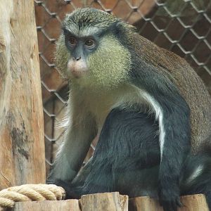 Mona Monkey (Cercopithecus mona) at Zoologischer Garten Magdeburg - 5 April