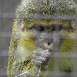 Gabon Talapoin (Miopithecus ogouensis) at Zoologischer Garten Magdeburg - 5