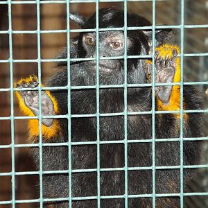 Midas Tamarin (Saguinus midas) at Zoologischer Garten Magdeburg - 5 April 2