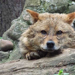 European Golden Jackal (Canis aureus moreotica) at Zoologischer Garten Magd