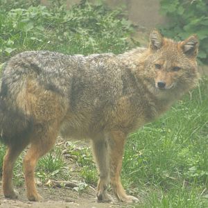 European Golden Jackal (Canis aureus moreotica) at Zoologischer Garten Magd