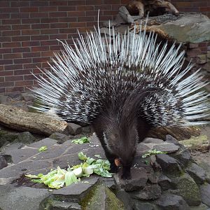 Indian Crested Porcupine (Hystrix indica) at Zoologischer Garten Magdeburg
