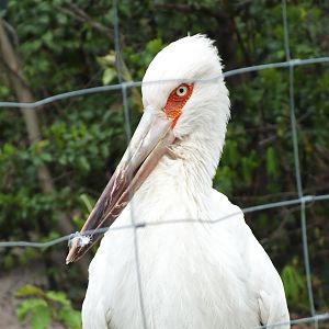 Maguari Stork (Ciconia maguari) at Zoologischer Garten Magdeburg - 5 April