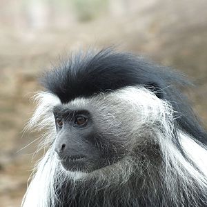 Peters? Angolan Colobus (Colobus angolensis palliates) at Zoologischer Gart
