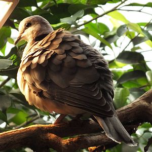 Cape Turtle Dove (Streptopelia capicola) at Zoologischer Garten Magdeburg -