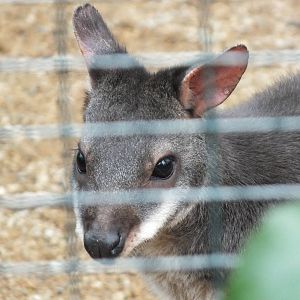 Dusky Pademelon (Thylogale brunii) at Zoologischer Garten Magdeburg - 5 Apr