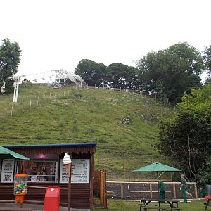 Gelada Baboon hillside