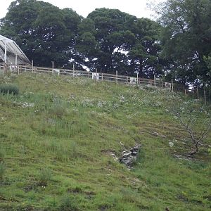 Gelada Baboon hillside