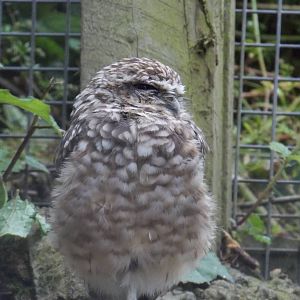Burrowing Owl