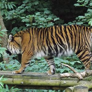 Sumatran Tiger