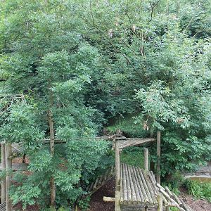 Sumatran Tiger exhibit