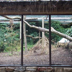 Part of Carpathian Lynx cage