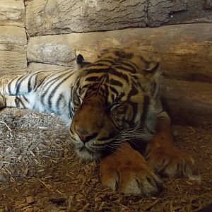 Sumatran Tiger