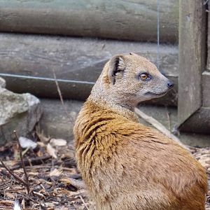 Yellow Mongoose