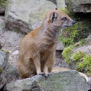 Yellow Mongoose