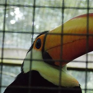 Toco Toucan