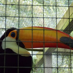 Toco Toucan