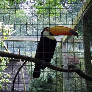 Toco Toucan
