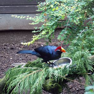 Violet Turaco
