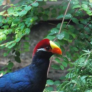 Violet Turaco