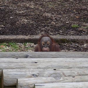 Bornean Orangutan