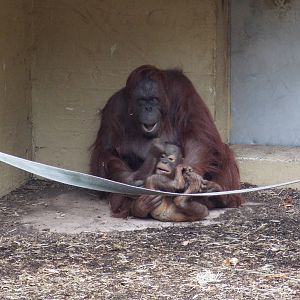Bornean Orangutans
