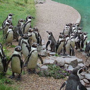 Humboldt Penguins
